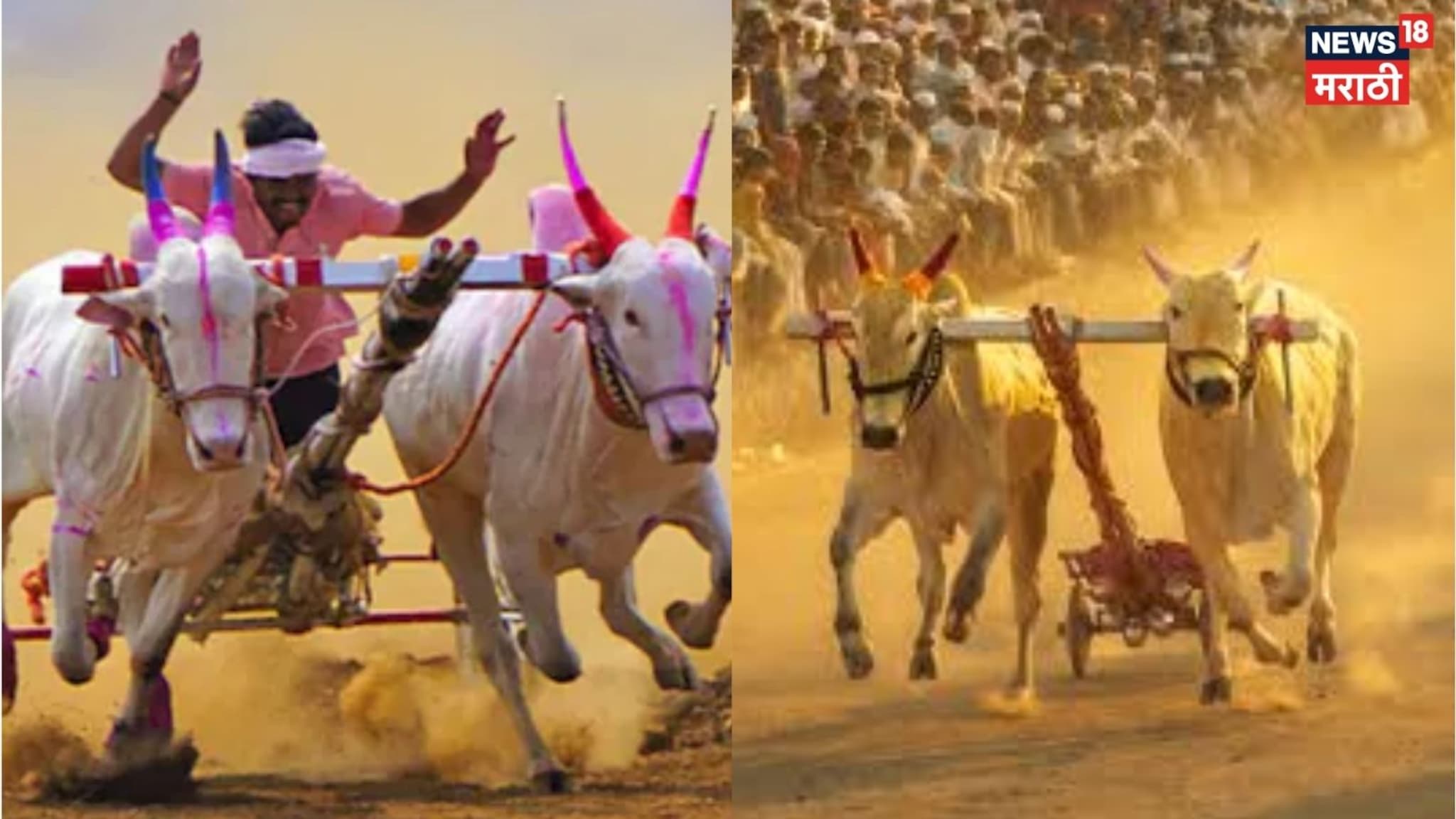 Video: मावळमध्ये बैलाच्या वाढदिवसानिमित्त बैलगाडा शर्यतीचे आयोजन, पाहण्यासाठी तुफान गर्दी 