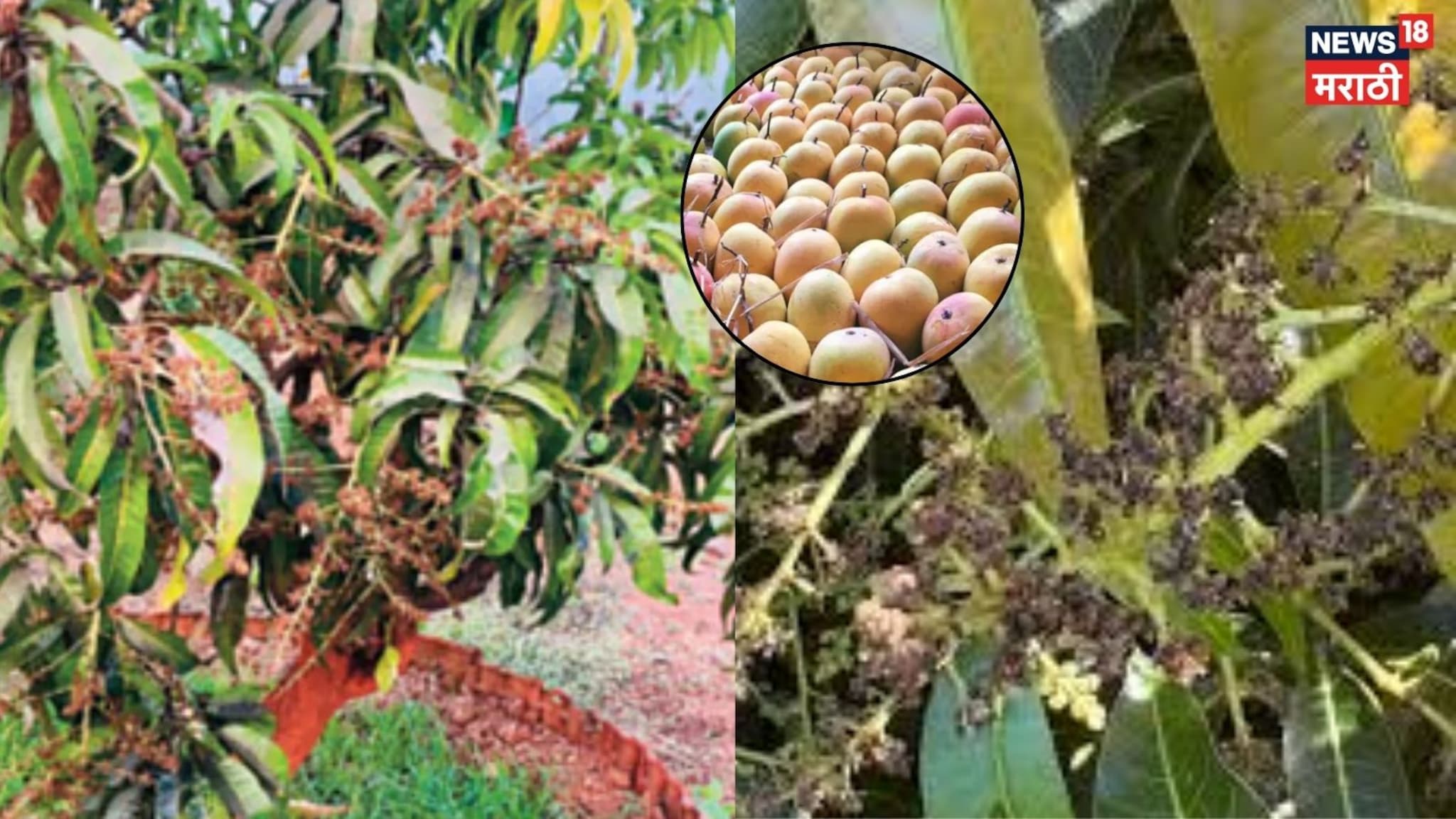 Video: मोहोर करपल्यानं आंबा बागायतदार शेतकऱ्यांना फटका, सरकारकडे मदतीची मागणी