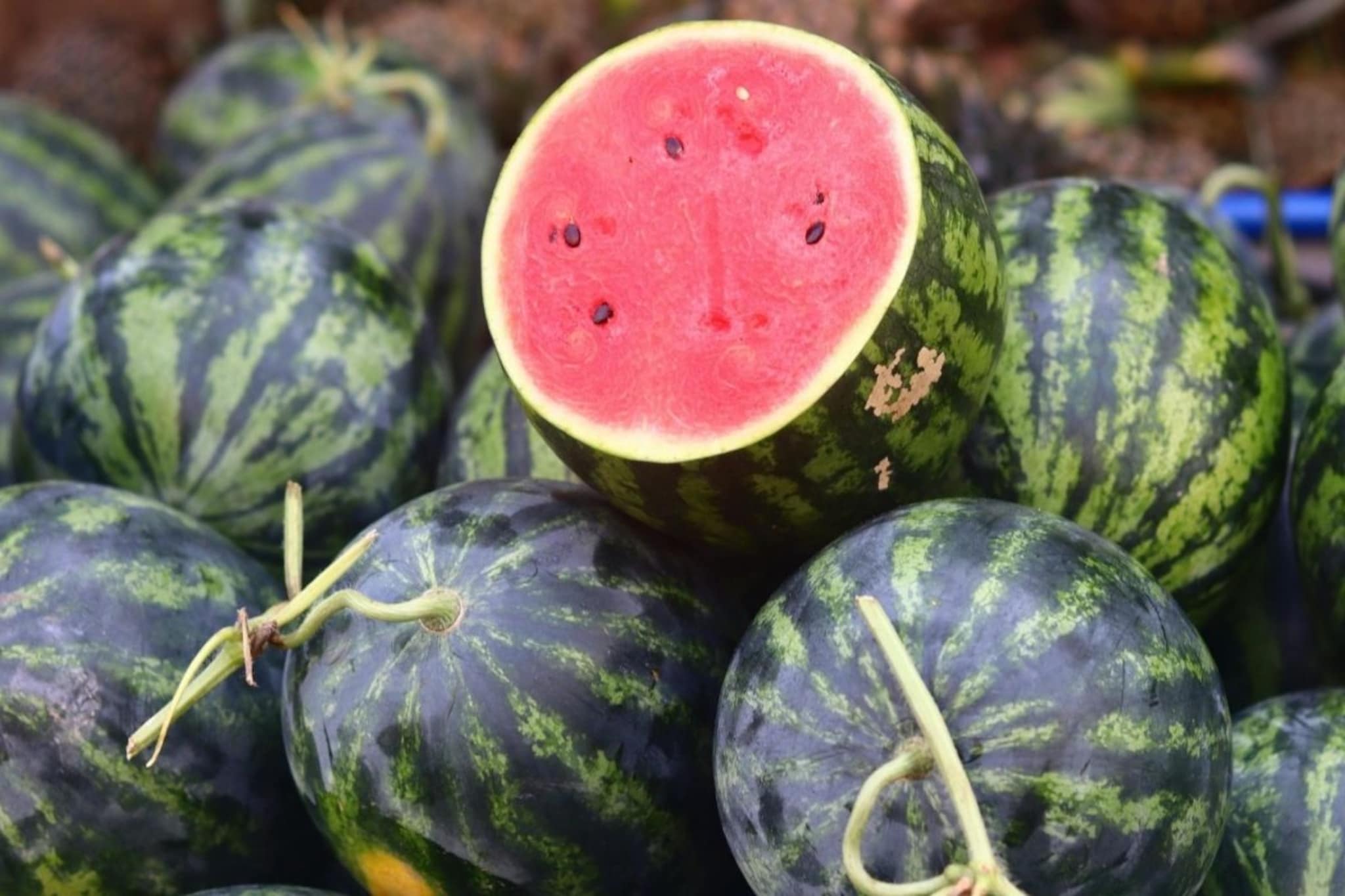 Watermenlon : कलिंगड घेताना ही चूक करू नका… आत असू शकतात नजरेला न दिसणारे किडे, जे आरोग्यासाठी ठरेल धोकादायक