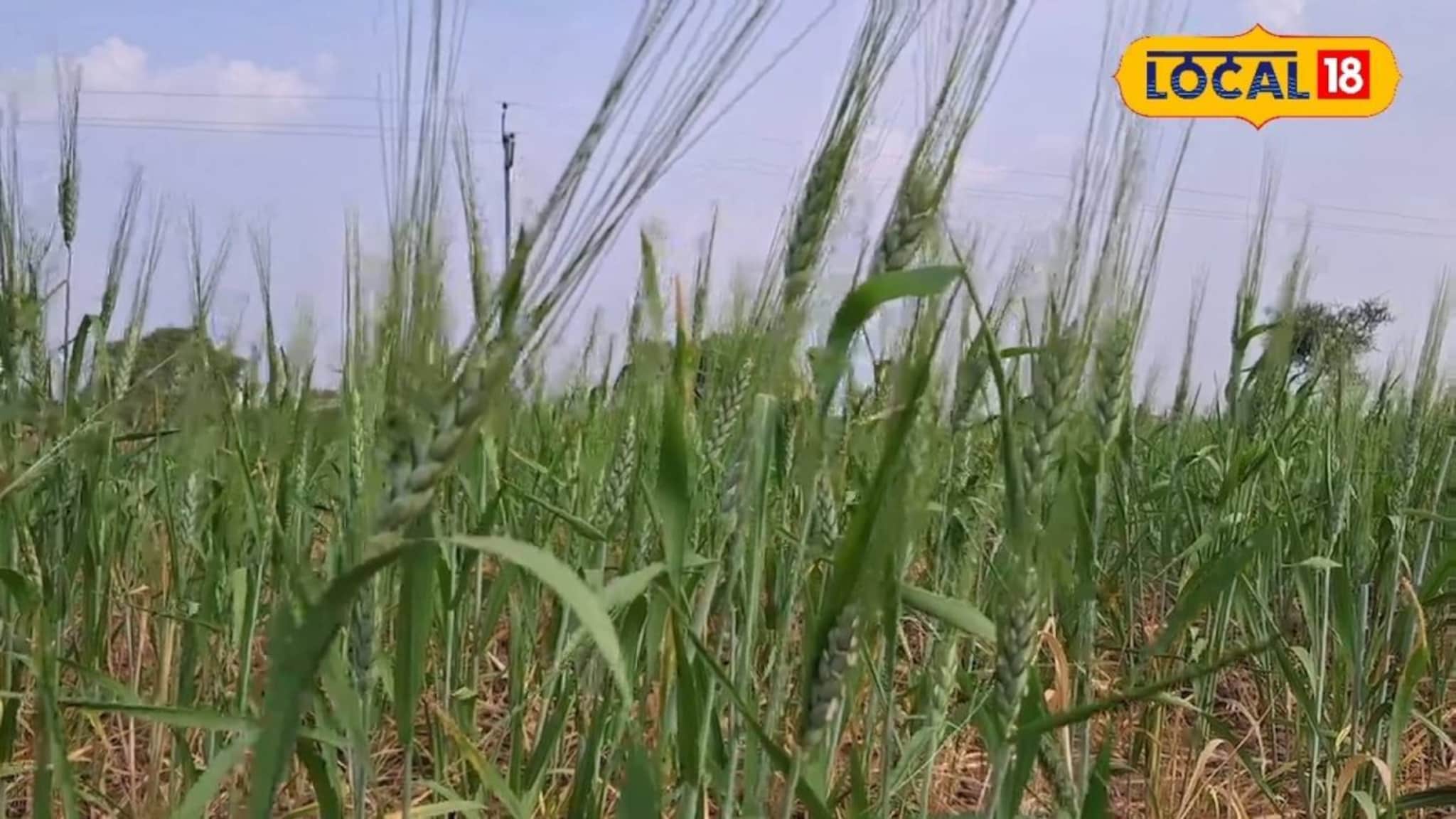 Wheat Farming: पेरायचं अन् थेट काढणीला जायचं, सांगलीत नुसत्या हवेवर होते गव्हाची शेती, पाहा कशी?