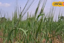 Wheat Farming: पेरायचं अन् थेट काढणीला जायचं, सांगलीत नुसत्या हवेवर होते गव्हाची शेती, पाहा कशी?