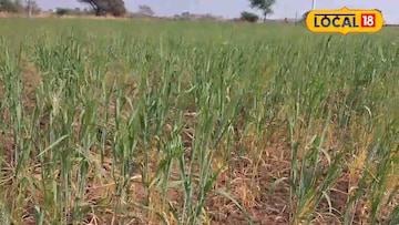 पेरायचं अन् थेट काढणीला जायचं, सांगलीत नुसत्या हवेवर होते गव्हाची शेती, पाहा कशी पेरायचं अन् थेट काढणीला जायचं, सांगलीत नुसत्या हवेवर होते गव्हाची शेती, पाहा कशी