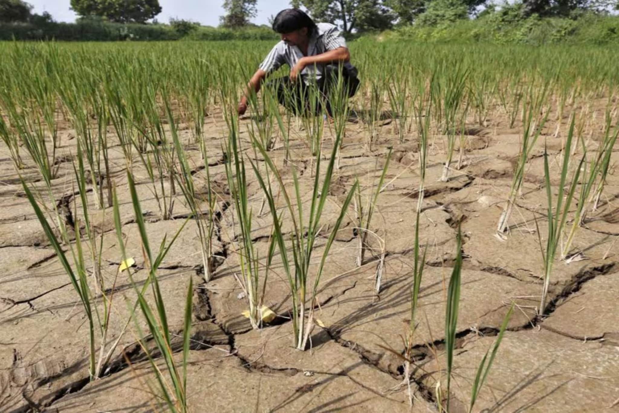 विदर्भ-मराठवाड्यात दुष्काळाचं संकट, उत्तर महाराष्ट्रात काय स्थिती? मान्सूनबाबत स्कायमेटचा पहिला अंदाज विदर्भ-मराठवाड्यात दुष्काळाचं संकट, उत्तर महाराष्ट्रात काय स्थिती? मान्सूनबाबत स्कायमेटचा पहिला अंदाज