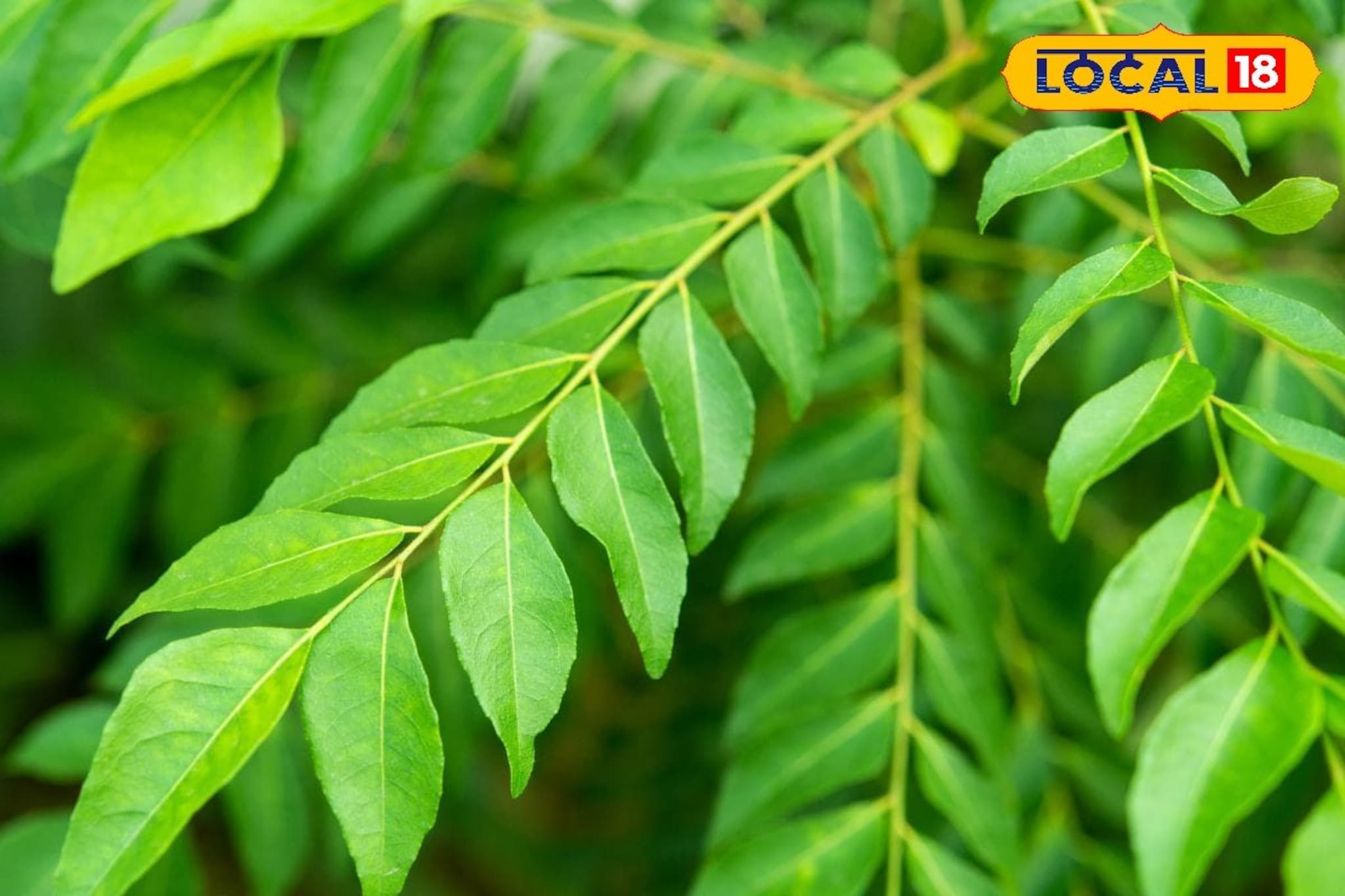 नुसती चव आणि गंधच नाही, तर आरोग्याचा खजिना आहे कढीपत्ता, हे फायदा पाहाल, तर रोज खाल