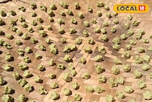 Summer Recipe : विदर्भ स्पेशल कळण्याच्या वड्या, एकदा बनवल्यानंतर टिकतील वर्षभर, सोपी रेसिपी