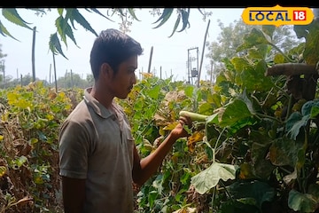 Farmer Success: अर्धा एकर शेती, 90 दिवसांत लखपती, अकरावीच्या विद्यार्थ्याची कमाल, काय केलं?