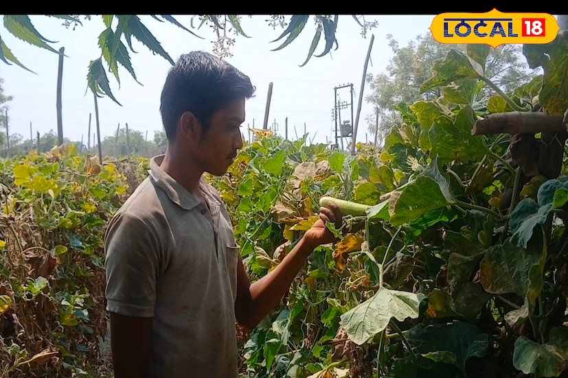 सोलापूर जिल्ह्यात अनेक तरुण प्रयोगशील शेतीकडे वळत असून चांगले उत्पन्नही घेत आहेत. माढा तालुक्यातील मोडनिंबच्या युवा शेतकऱ्यानं तर कमालच केली आहे. अवघ्या 90 दिवसांत दीड लाखांचं उत्पन्न घेतलं आहे. सोलापूर जिल्ह्यात अनेक तरुण प्रयोगशील शेतीकडे वळत असून चांगले उत्पन्नही घेत आहेत. माढा तालुक्यातील मोडनिंबच्या युवा शेतकऱ्यानं तर कमालच केली आहे. अवघ्या 90 दिवसांत दीड लाखांचं उत्पन्न घेतलं आहे.