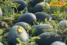 Success Story : अवकाळी पावसाने नुकसान झालं पण हार नाही मानली, केली टरबूज शेती, 8 लाखांचा झाला नफा