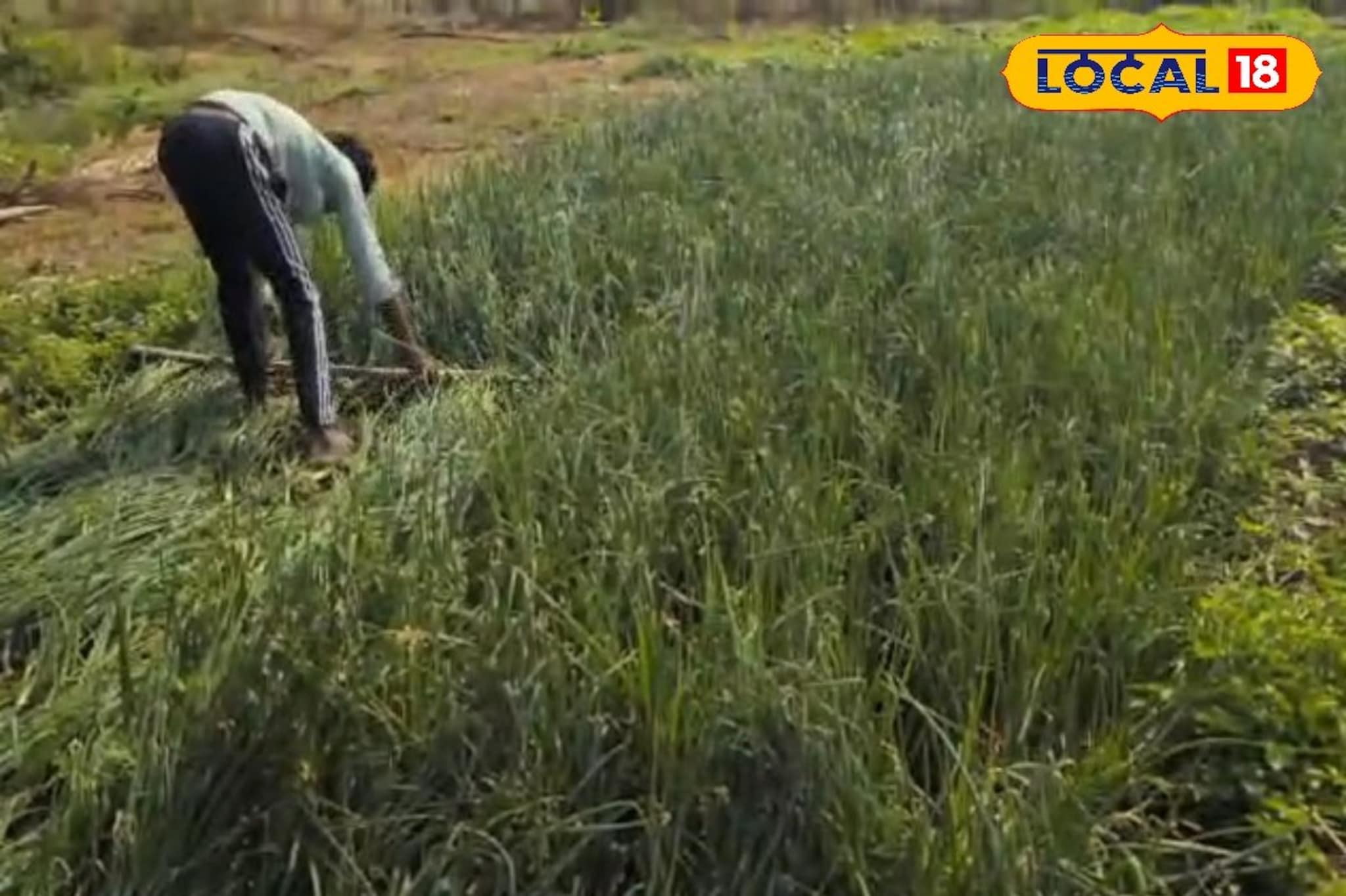 कडक उन्हाचा कांदा शेतीवर परिणाम, पिकाचे कसे कराल संरक्षण? सोप्या टिप्सचा Video 