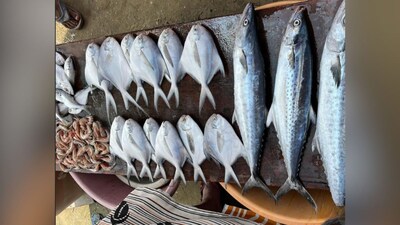 Mumbai Fish Prices Soar: Paplet, Surmai, Halva Now Luxury Items