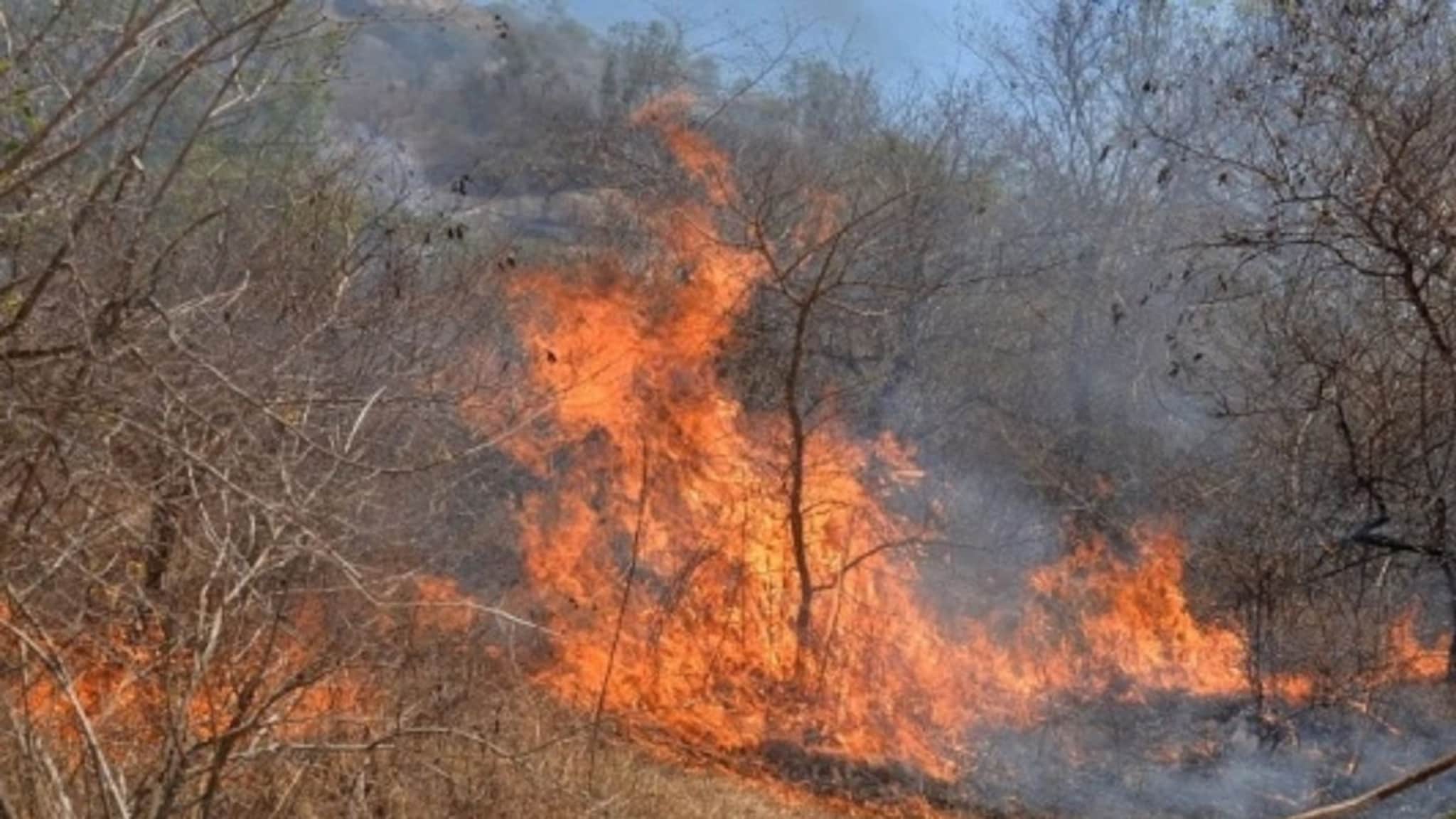 चिपळूण हादरलं! साडीवरून ओळख पटली, 70 वर्षीय वृद्ध महिलेसोबत गाणेच्या जंगलात नेमकं काय घडलं?