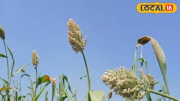  उसाचं बिल वेळेवर मिळत नव्हतं, शेतकऱ्यानं निर्णय घेतला, एकरात साडेतीन लाखांची कमाई