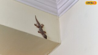 पाली घालवण्याचे बेस्ट उपाय 