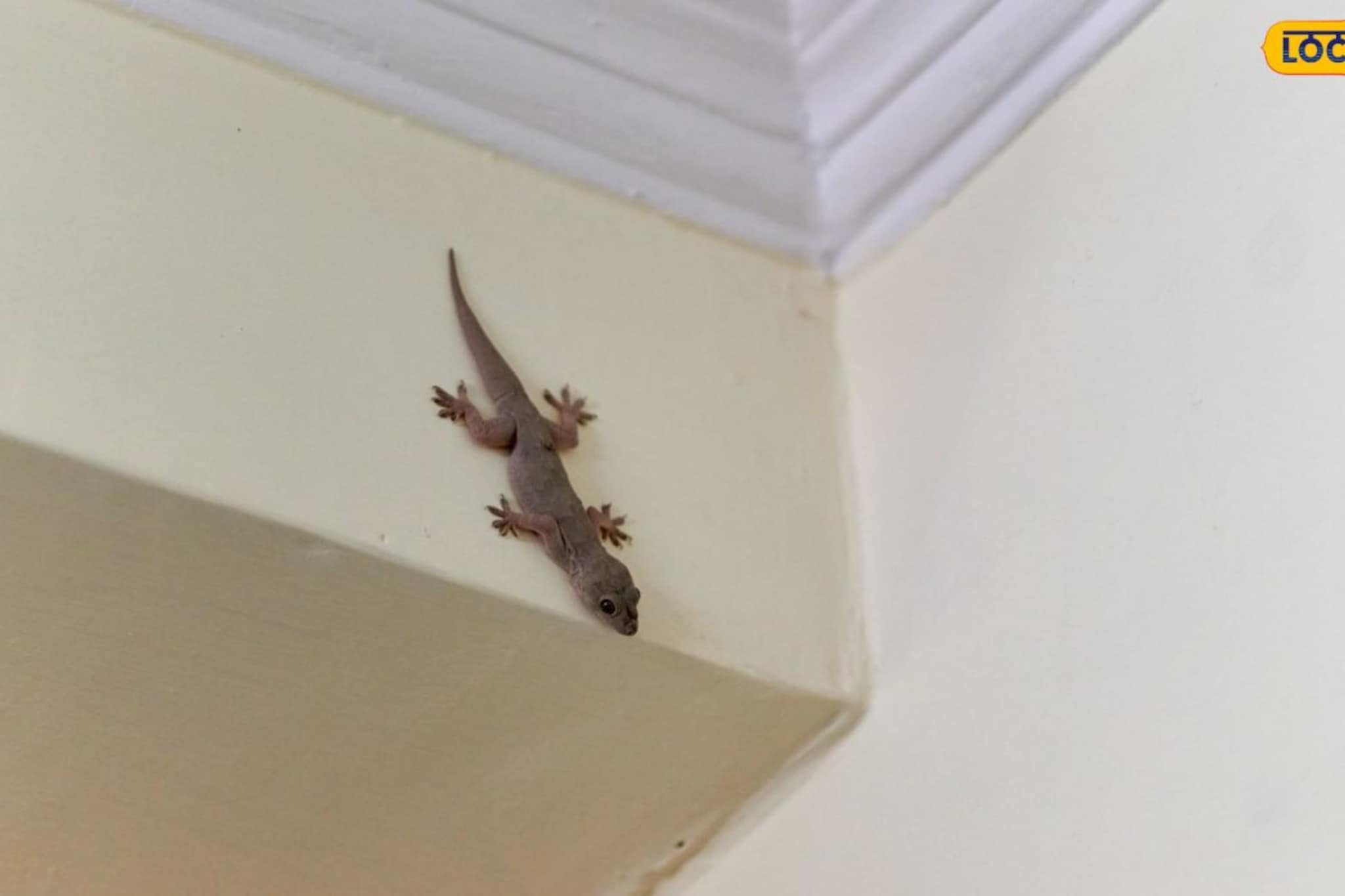 जीवघेणी ठरू शकते तुमच्या घरात फिरणारी पाल! डॉक्टरांनी सांगितलं काय काळजी घ्यावी