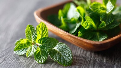 उन्हाळ्यात नैसर्गिक गारव्यासाठी पुदिना: जाणून घ्या पुदिन्याचे अद्भुत फायदे.