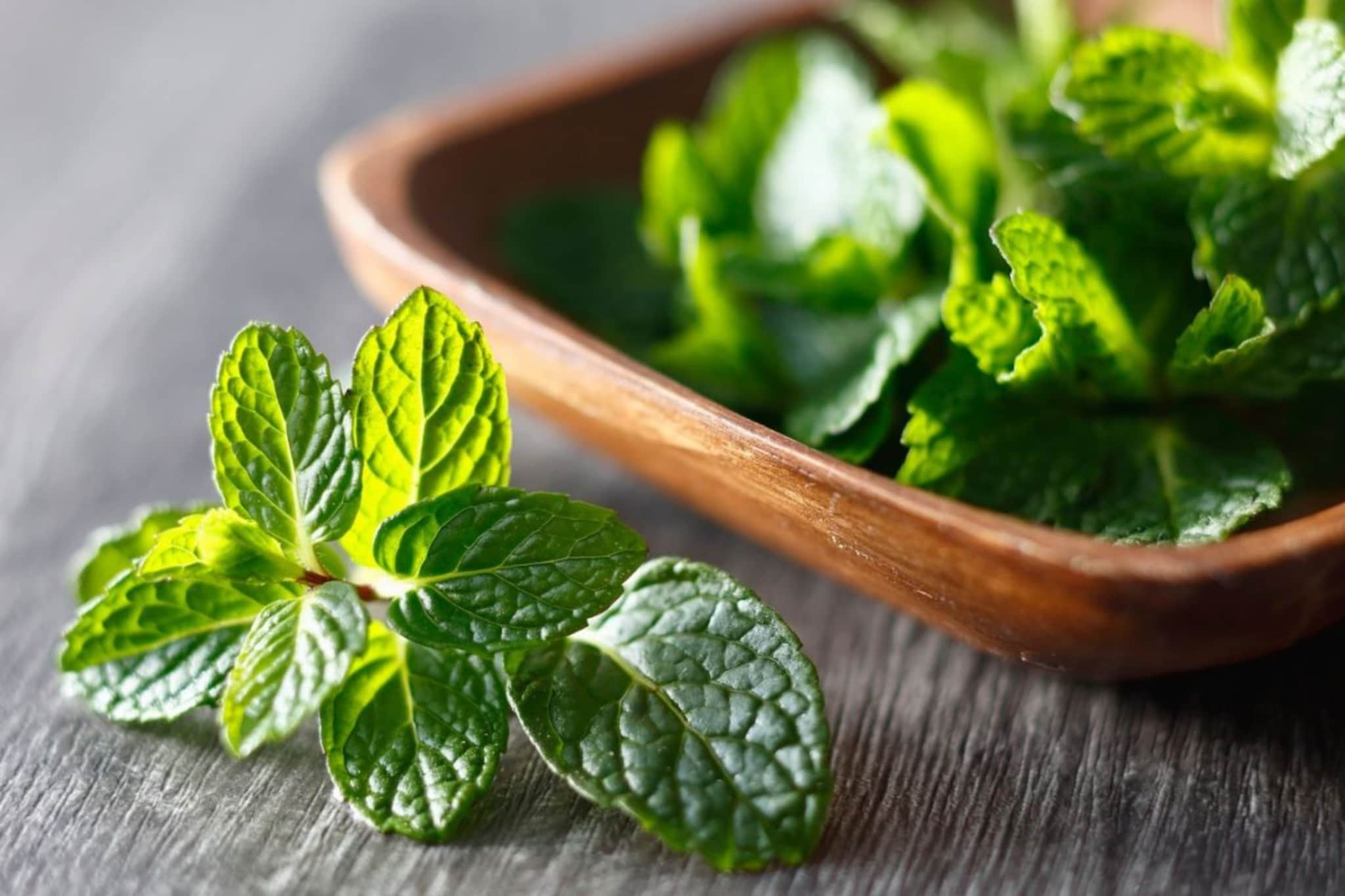 Summer Care : उन्हाळ्यासाठी ठंडा फंडा, पुदिना ठेवेल डोकं शांत, उन्हाळ्यातली डोकेदुखी होईल कमी