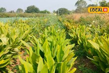 Success Story : 10 गुंठ्यात पिकवलं पिवळं सोनं, सात महिन्यांत लखपती, शेतकऱ्यानं कसा केला प्रयोग यशस्वी?