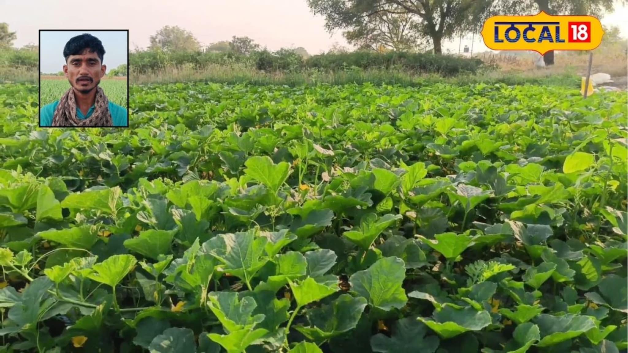 Agriculture Tips: शेतीला कीड-रोगांचा धोका, उन्हाळ्यात कशी घ्यावी काळजी? पाहा कृषी तज्ज्ञांचा सल्ला, Video