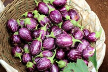 Kitchen Tips : वांगी घेताना करू नका ही चूक, 4 सोप्या ट्रिक्सने ओळखा ताजी आणि कमी बियांची भाजी