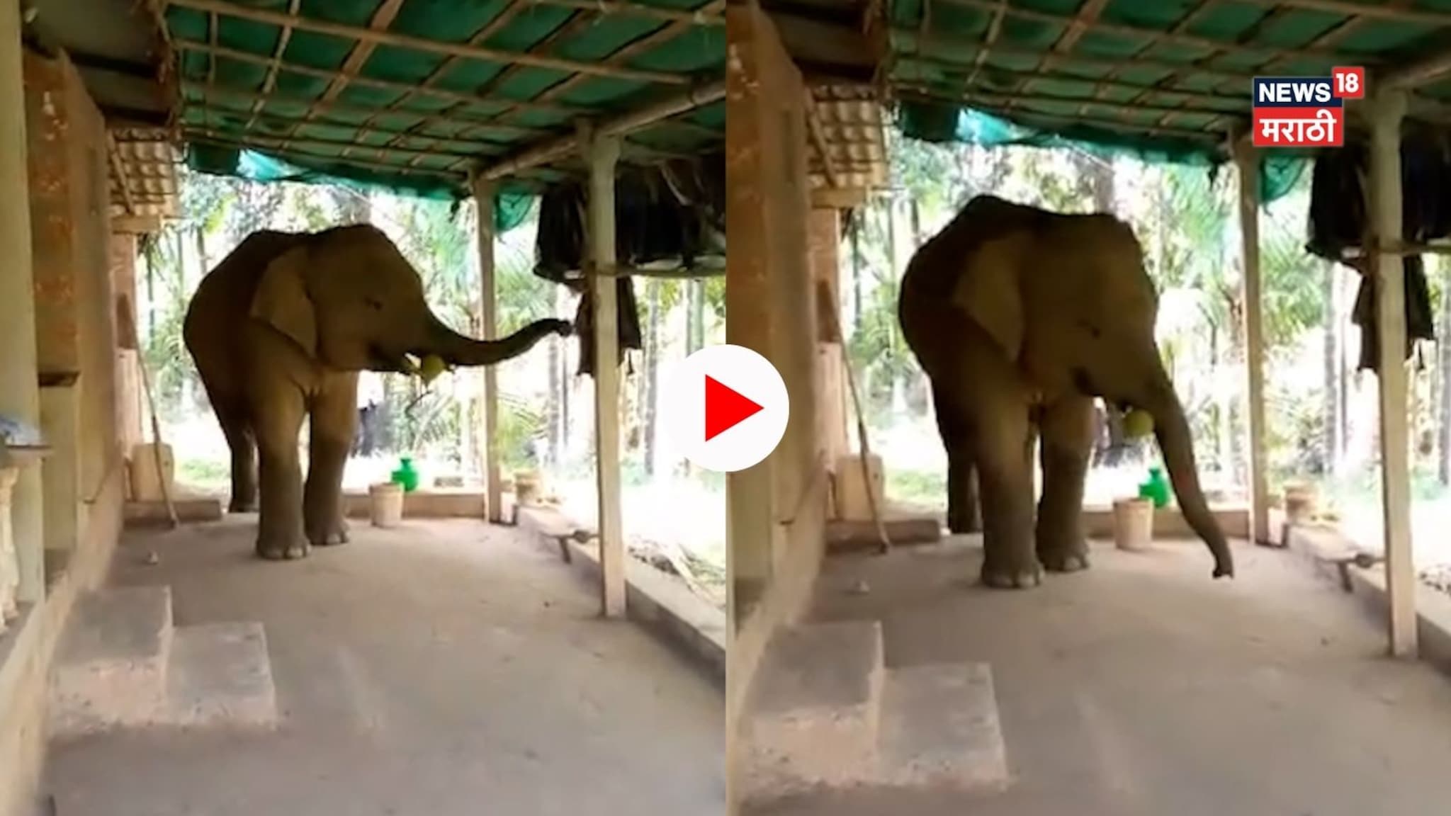 अन्नाच्या शोधात हत्ती थेट घरात; काळजाचा ठोका चुकवणारा Video अन्नाच्या शोधात हत्ती थेट घरात; काळजाचा ठोका चुकवणारा Video