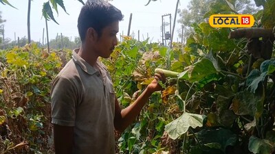 Farmer Success: अर्धा एकर शेती, 90 दिवसांत लखपती, अकरावीच्या विद्यार्थ्याची कमाल, काय केलं?