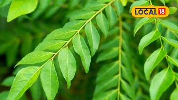 नुसती चव आणि गंधच नाही, तर आरोग्याचा खजिना आहे कढीपत्ता, हे फायदा पाहाल, तर रोज खाल