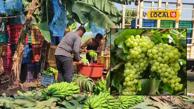 APMC Market: कृषी मार्केटमध्ये उलटफेर, कांदा, केळीनं वाढवलं टेन्शन, लिंबू अन् द्राक्षांना किती मिळाला भाव?