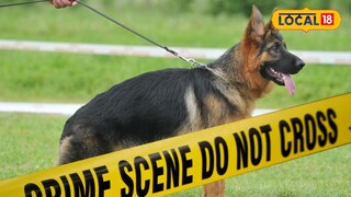 मालकाने आपली ३ जर्मन शेफर्ड कुत्री बाप-लेकाच्या अंगावर सोडली (प्रतिकात्मक फोटो)