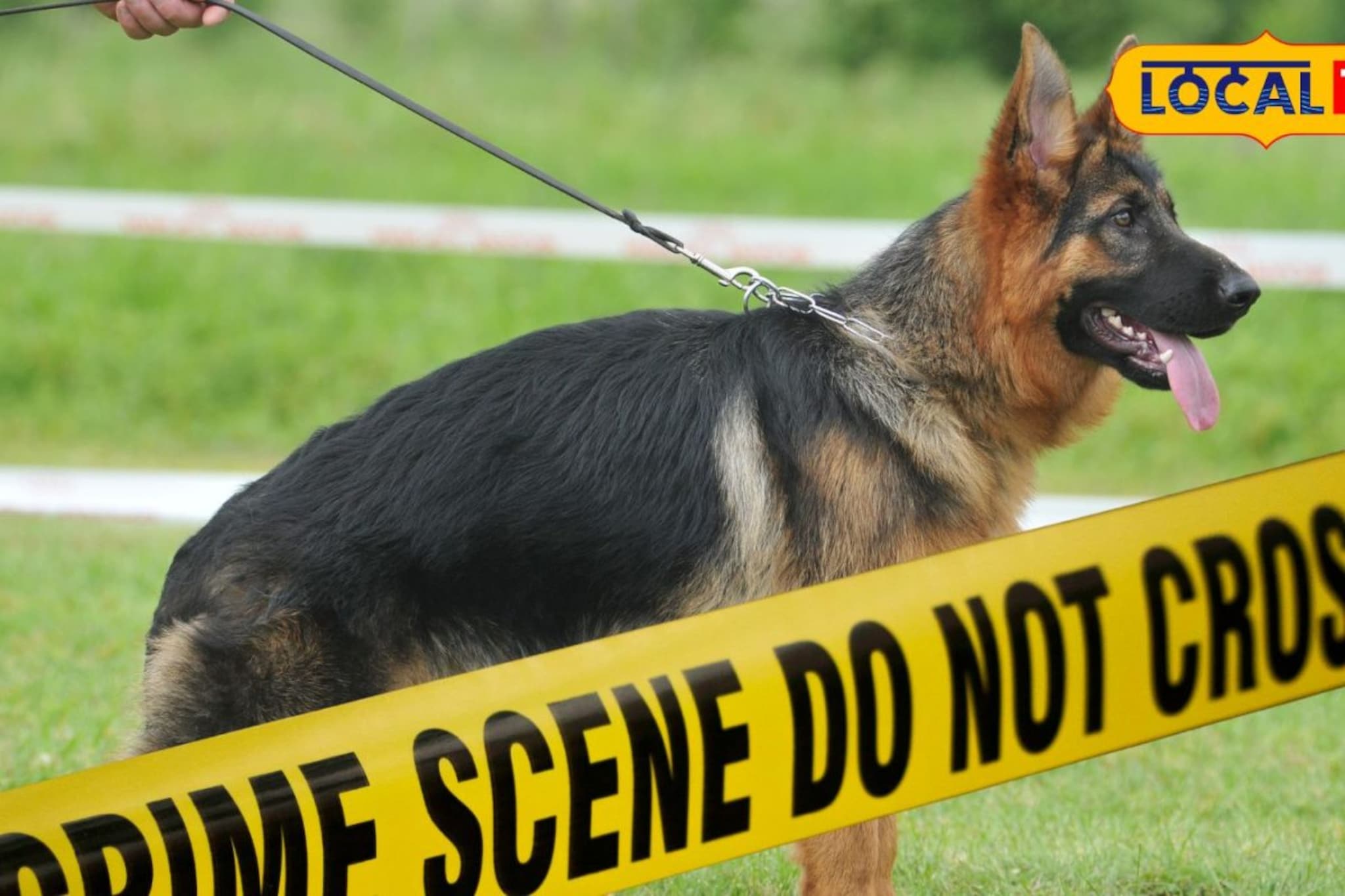 गाडी हटवण्यास सांगितल्याचा राग; 3 'जर्मन शेफर्ड' कुत्री अंगावर सोडली, पुण्यात तरुणासोबत भयंकर घडलं 