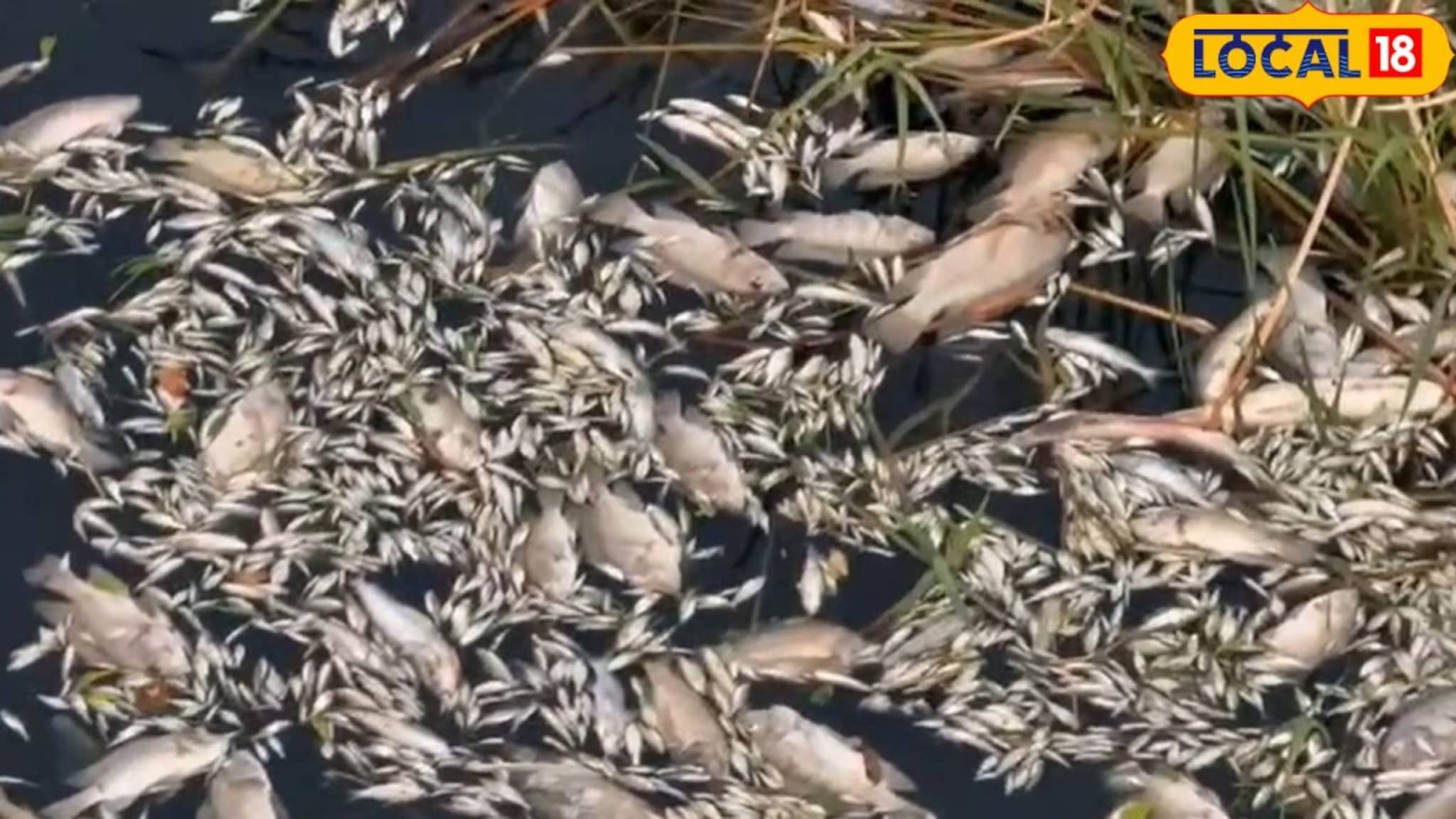 बारामतीत नीरा नदीत मृत्यूचा थरार! अचानक नदीकाठी लाखो मृत माशांचा खच, आसपासच्या गावातील लोक भयभीत