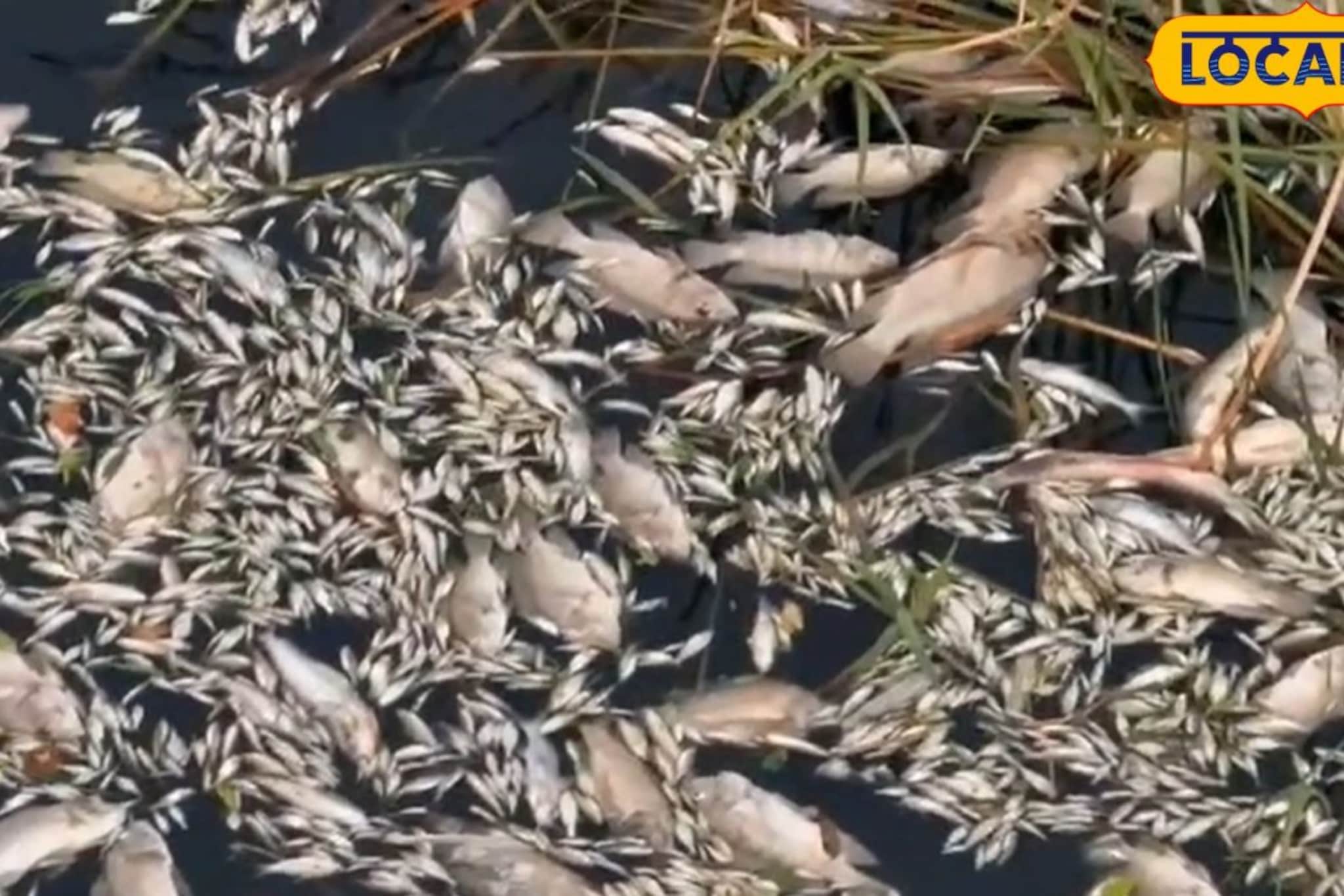 बारामतीत नीरा नदीत मृत्यूचा थरार! नदीकाठी लाखो मृत माशांचा खच, गावातील लोक भयभीत बारामतीत नीरा नदीत मृत्यूचा थरार! नदीकाठी लाखो मृत माशांचा खच, गावातील लोक भयभीत