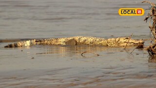 मासे पकडायला नदीत उतरले, मगरीनं सावज हेरलं, सांगलीत अडीच तास जीवघेणा थरार