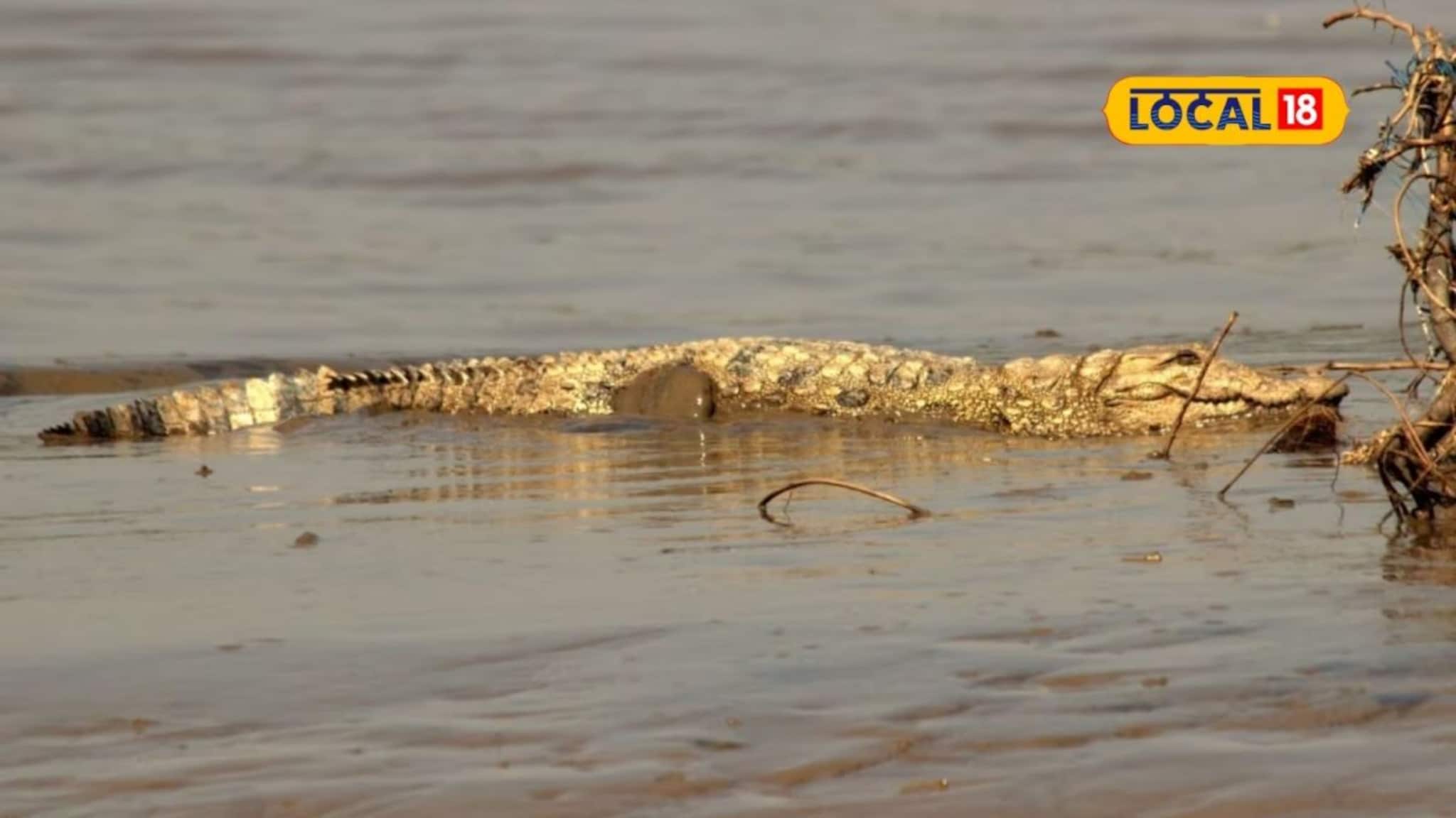 मासे पकडायला नदीत उतरले, मगरीनं सावज हेरलं, सांगलीत अडीच तास जीवघेणा थरार