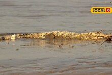 मासे पकडायला नदीत उतरले, मगरीनं सावज हेरलं, सांगलीत अडीच तास जीवघेणा थरार