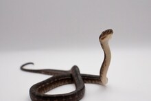 Snake : घराभोवती असलेल्या 'या' 5 गोष्टी सापांना देतात आमंत्रण, आत्ताच ओळखून करा दूर, म्हणजे टळेल धोका