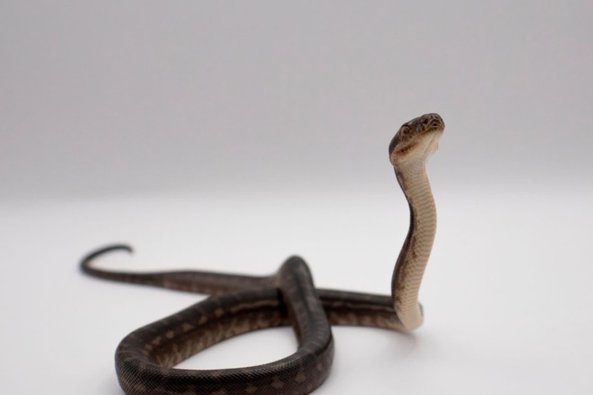 Snake : घराभोवती असलेल्या 'या' 5 गोष्टी सापांना देतात आमंत्रण, आत्ताच ओळखून करा दूर, म्हणजे टळेल धोका