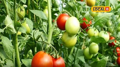 मित्राच्या शेतातून पाणी घेऊन टोमॅटो शेतीत यश, वर्षाला 7 लाख कमाई!