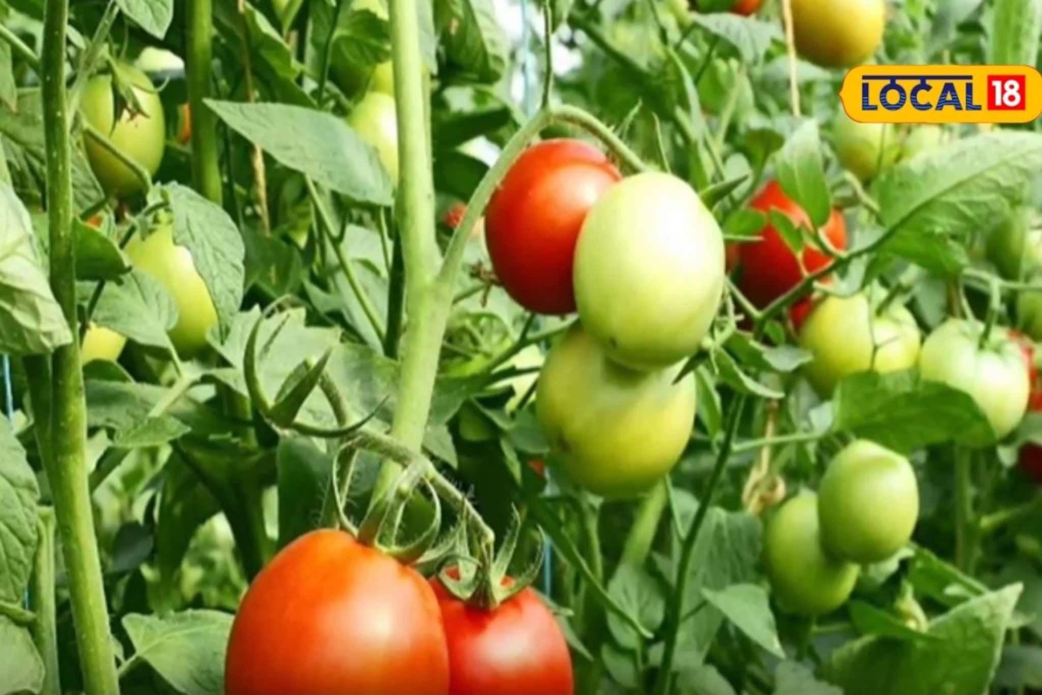 मित्राच्या शेतातून घेतलं पाणी, तरुणाने यशस्वी केली टोमॅटोची शेती, वर्षाला 7 लाख कमाई
