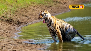 सह्याद्रीच्या जंगलात विदर्भातल्या वाघांची डरकाळी, वनविभाग मोठ्या निर्णयाच्या तयारीत