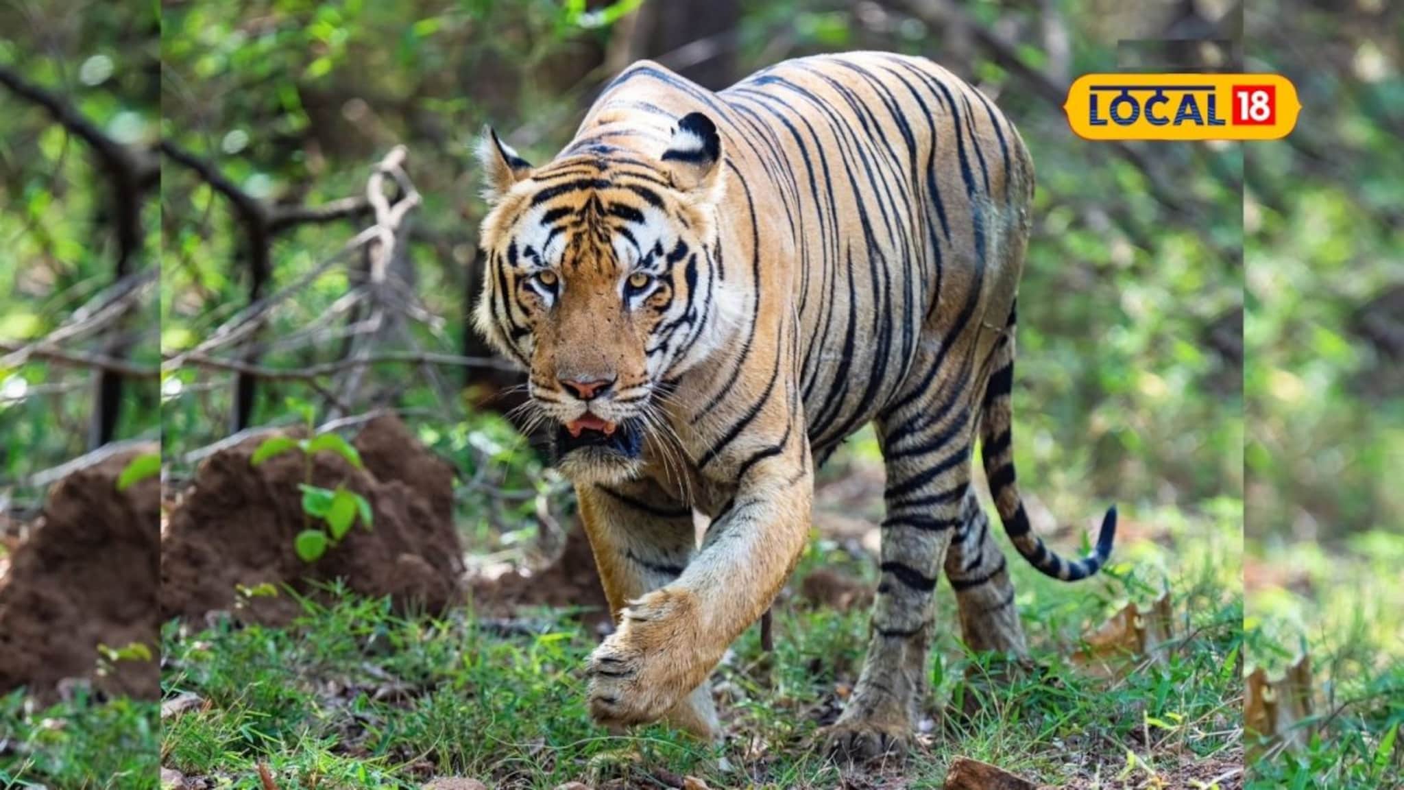 सह्याद्रीच्या जंगलात विदर्भातल्या वाघांची डरकाळी, वनविभाग मोठ्या निर्णयाच्या तयारीत