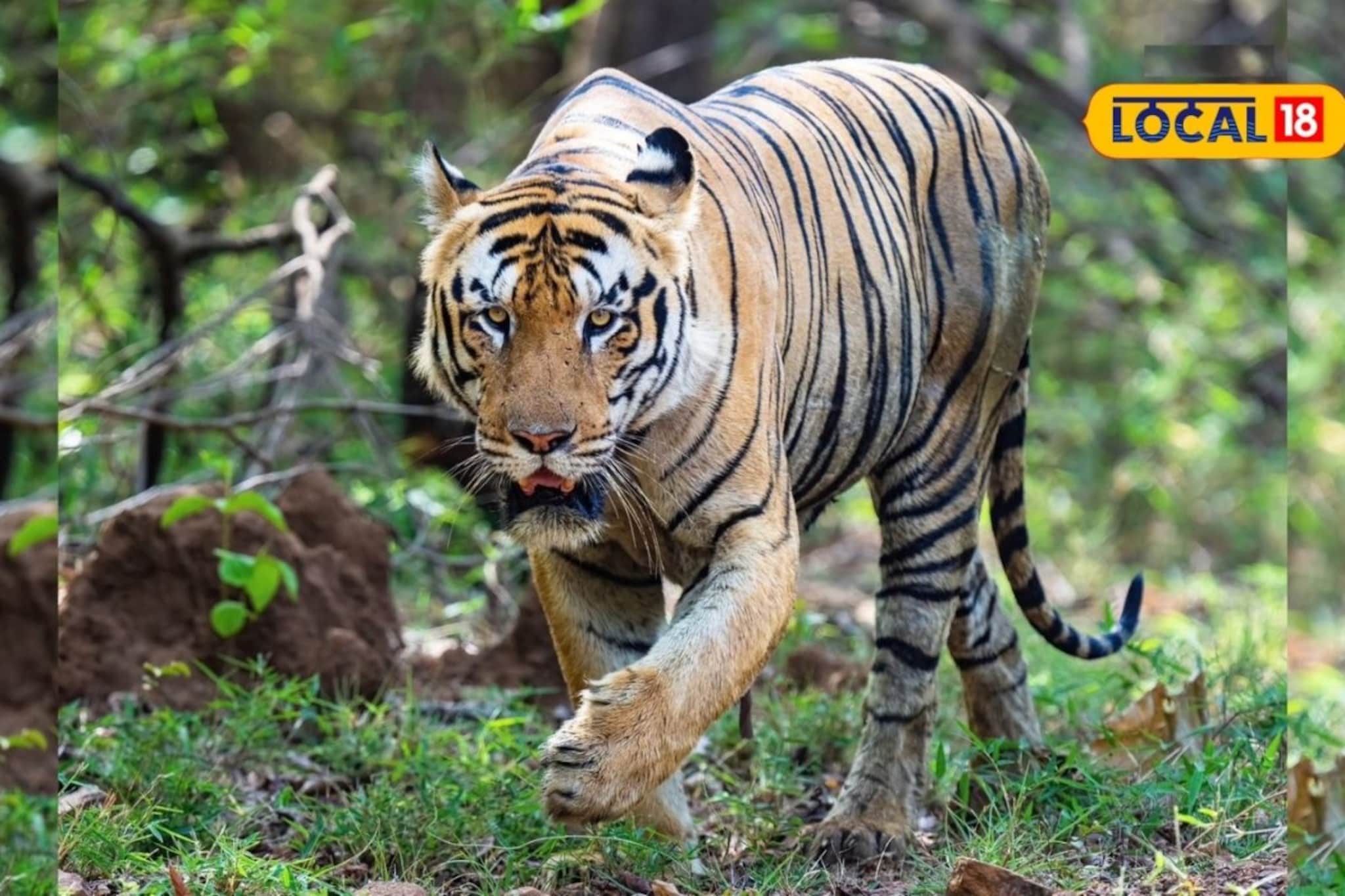 सह्याद्रीच्या जंगलात विदर्भातल्या वाघांची डरकाळी, वनविभाग मोठ्या निर्णयाच्या तयारीत