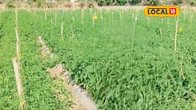 Dryland Farmer Earns 7 Lakh Annually from Tomatoes by Borrowing Water