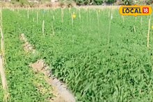 Success Story : कोरडवाहू शेतीसाठी दुसऱ्याकडून पाणी घेत केली टोमॅटो लागवड, आता वर्षाला 7 लाख कमाई