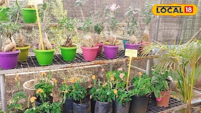 Keep Plants Green in Harsh Summer: Essential Tips for Thriving Gardens