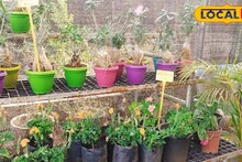 कडक उन्हात झाडी राहातील हिरवी, अशी घ्या वेळीच काळजी, सोप्या टिप्स ठरतील फायदेशीर