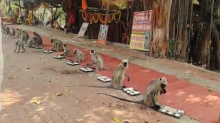 वानरांची पंगत