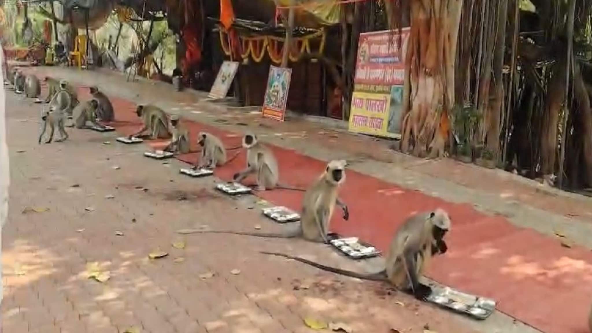 मिटक्या मारत त्यांनी जेवणावर ताव मारला! हनुमान जयंती निमित्तानं खास बसली वानरांची पंगत, VIDEO