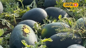  पारंपरिक शेतीमध्ये झाला तोटा, कर्ज घेत केली टरबूज लागवड, आता 8 लाखांचा निव्वळ नफा