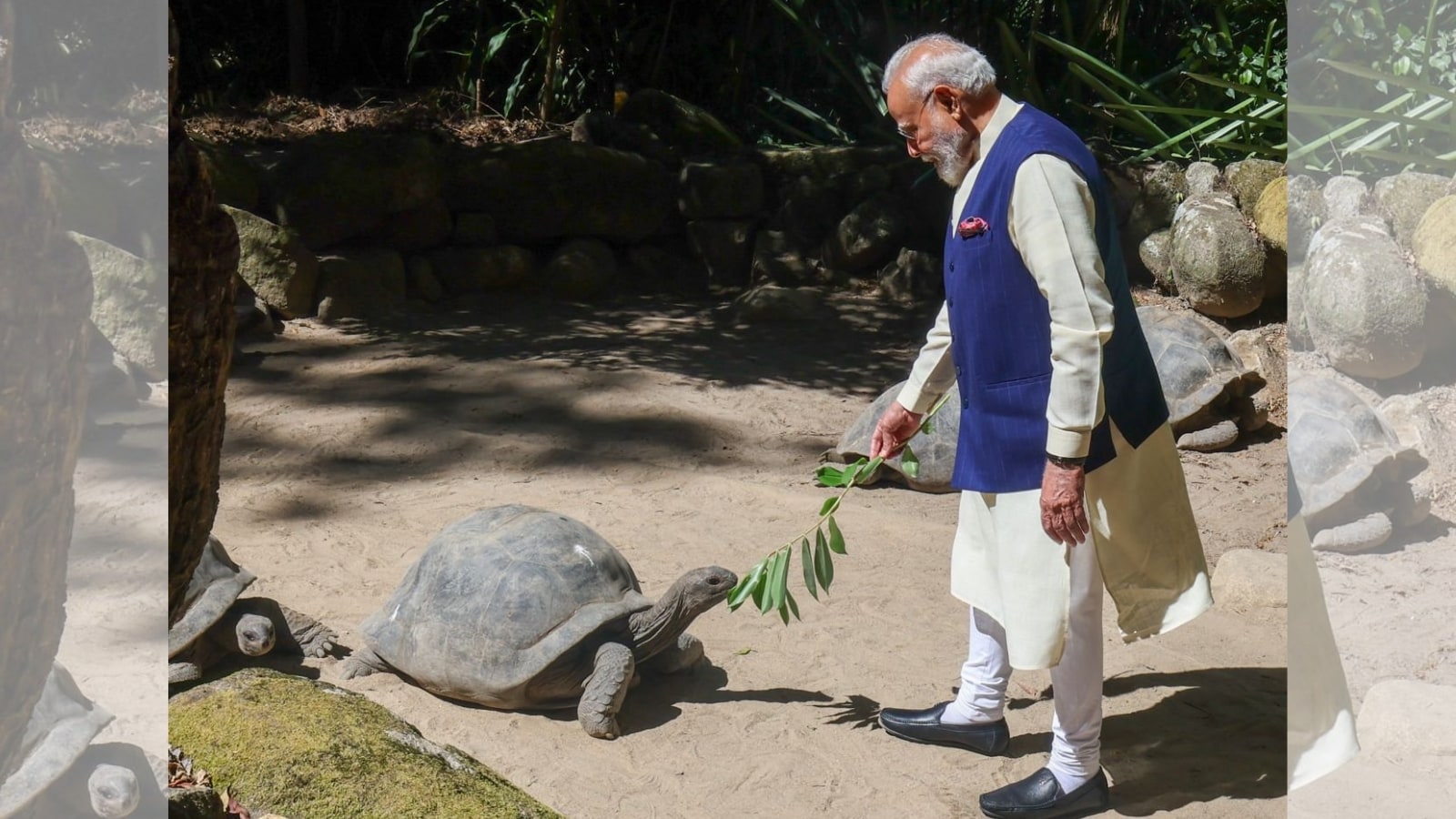 पंतप्रधान मोदी यांनी सांगितले की, अल्डाब्रा जायंट टॉर्टॉईज ही प्रजाती सेशेल्सची मूळ निवासी असून पृथ्वीवरील सर्वात मोठ्या आणि सर्वाधिक काळ जिवंत राहणाऱ्या कासवांच्या प्रजातींपैकी एक आहे. या प्रजातीतील काही कासवांनी दोन शतकांहून अधिक काळाचा इतिहास पाहिला आहे.
