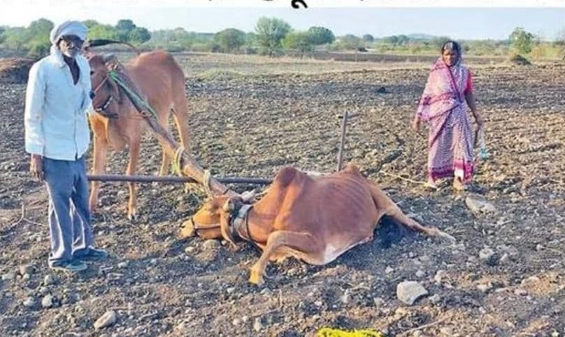 मदतीचा फार्स! प्रशासनाने संकटग्रस्त शेतकऱ्याला दिलेला बैल निघाला गंभीर आजारी मदतीचा फार्स! प्रशासनाने संकटग्रस्त शेतकऱ्याला दिलेला बैल निघाला गंभीर आजारी